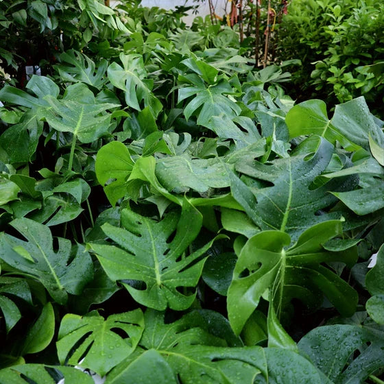 Large Monstera Deliciosa Rooted Cutting – Swiss Cheese Plant