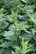 Mugwort Live Plant (Artemisia vulgaris) 12–16" Bareroot – Medicinal & Magical Herb