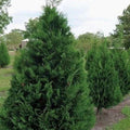 Murray Leyland Cypress Tree (Cupressocyparis leylandii ‘Murray’) | 2.5-Inch Pot
