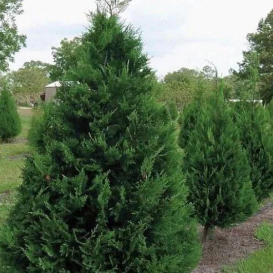 Murray Leyland Cypress Tree (Cupressocyparis leylandii ‘Murray’) | 2.5-Inch Pot