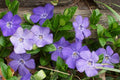 Vinca Minor Bare Root Plants (50) | Lesser Periwinkle Ground Cover, Hardy Shade-Tolerant