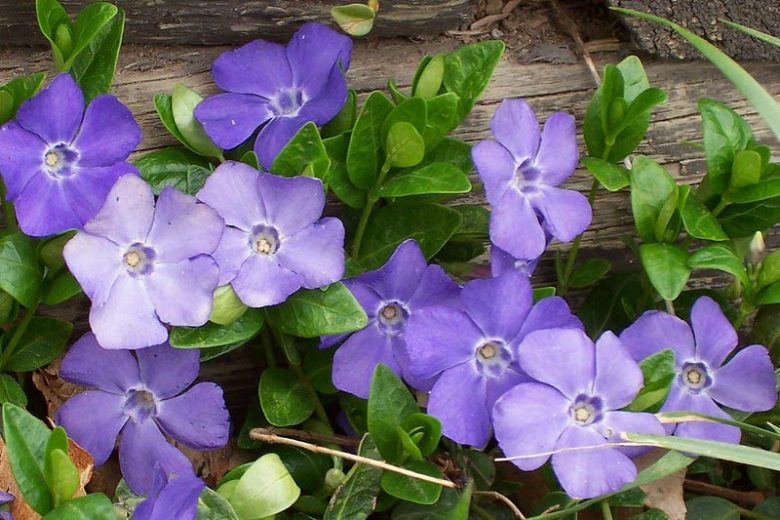 Vinca Minor Bare Root Plants (50) | Lesser Periwinkle Ground Cover, Hardy Shade-Tolerant