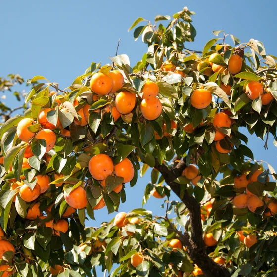 American Persimmon Trees (Diospyros virginiana) - 2 Live Bare-Root Seedlings 6-12"