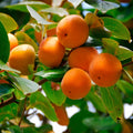 American Persimmon Tree (Diospyros virginiana) – Live Bare-Root Seedling 6–12"
