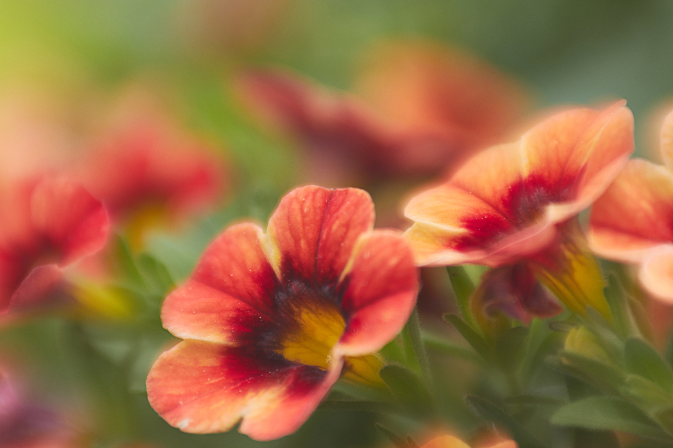 Calibrachoa MiniFamous Neo Orange + Red Eye Million Bells (4-inch pot) — 1 Live Plant