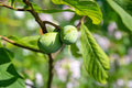 Pawpaw Trees Asimina triloba (2 Bare-Root Seedlings) – Cold Hardy Native Fruit Tree