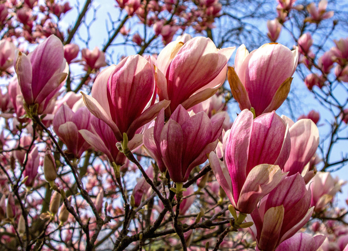 Ann Star Magnolia Live Plant – 3-Inch Pot | Magnolia 'Ann' Starter Plant