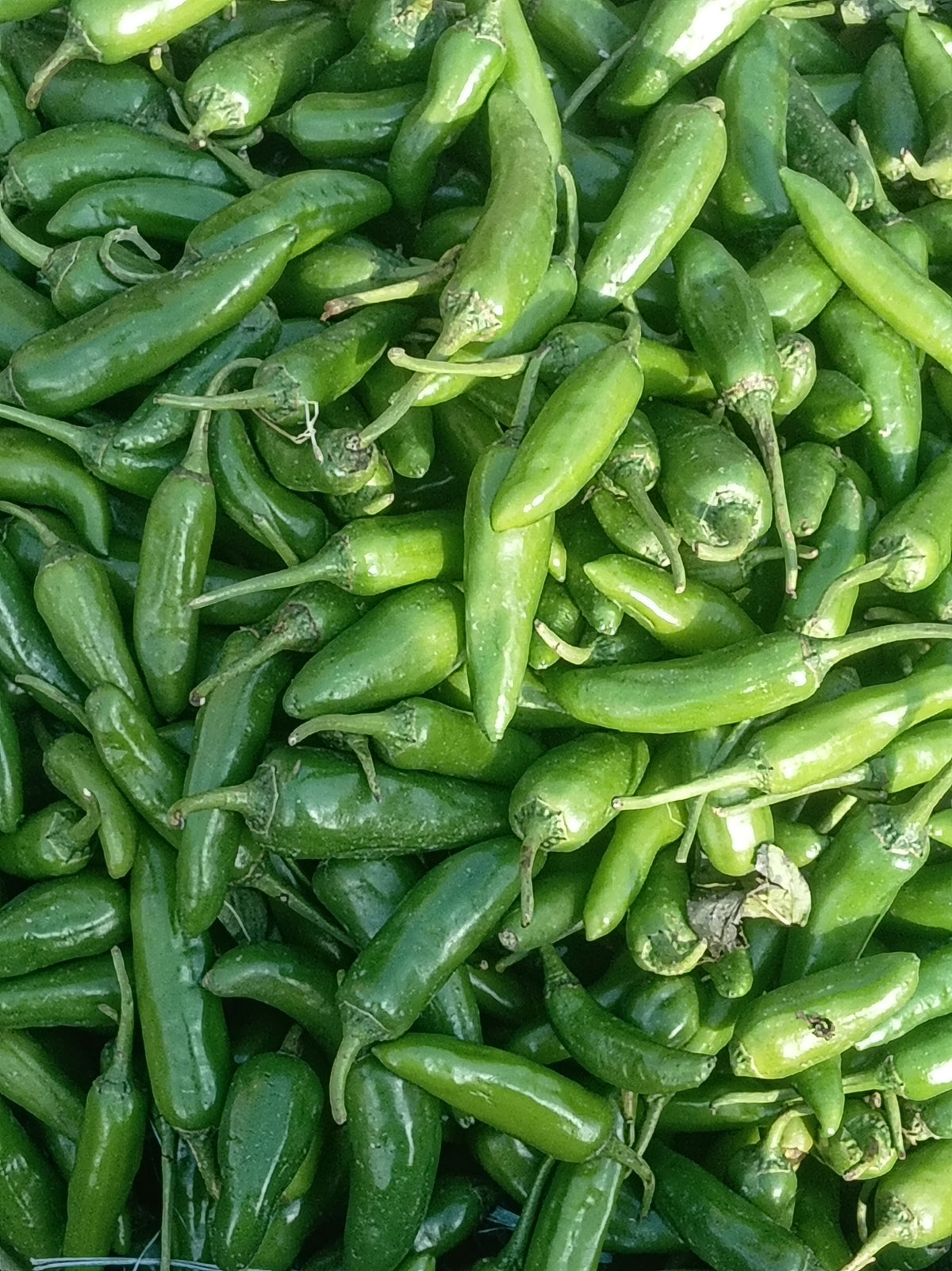 Green Jalapeño Chili Pepper Plants (Capsicum annuum) – 3 Live Starter Plants