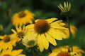 Canary Feathers Coneflower Echinacea 'Canary Feathers' - 3 Live Starter Plants in 1 Qt Pots