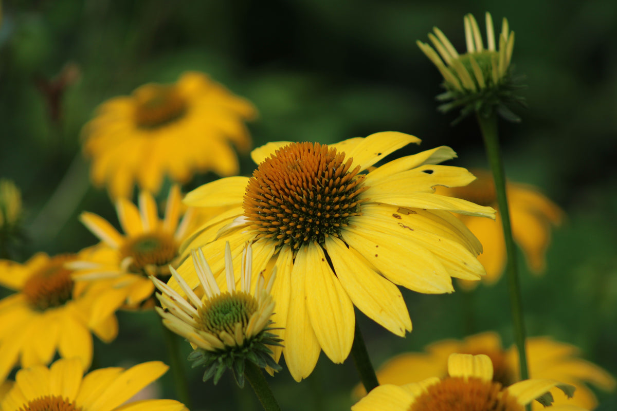 Canary Feathers Coneflower Echinacea 'Canary Feathers' - 3 Live Starter Plants in 1 Qt Pots