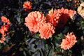 Cherie Vintage Orange Dahlia (Dahlia variabilis) 1 Gallon Live Plant