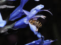 Black and Blue Salvia Guaranitica Live Starter Plant - Rooted 2.5x3.5in Pot