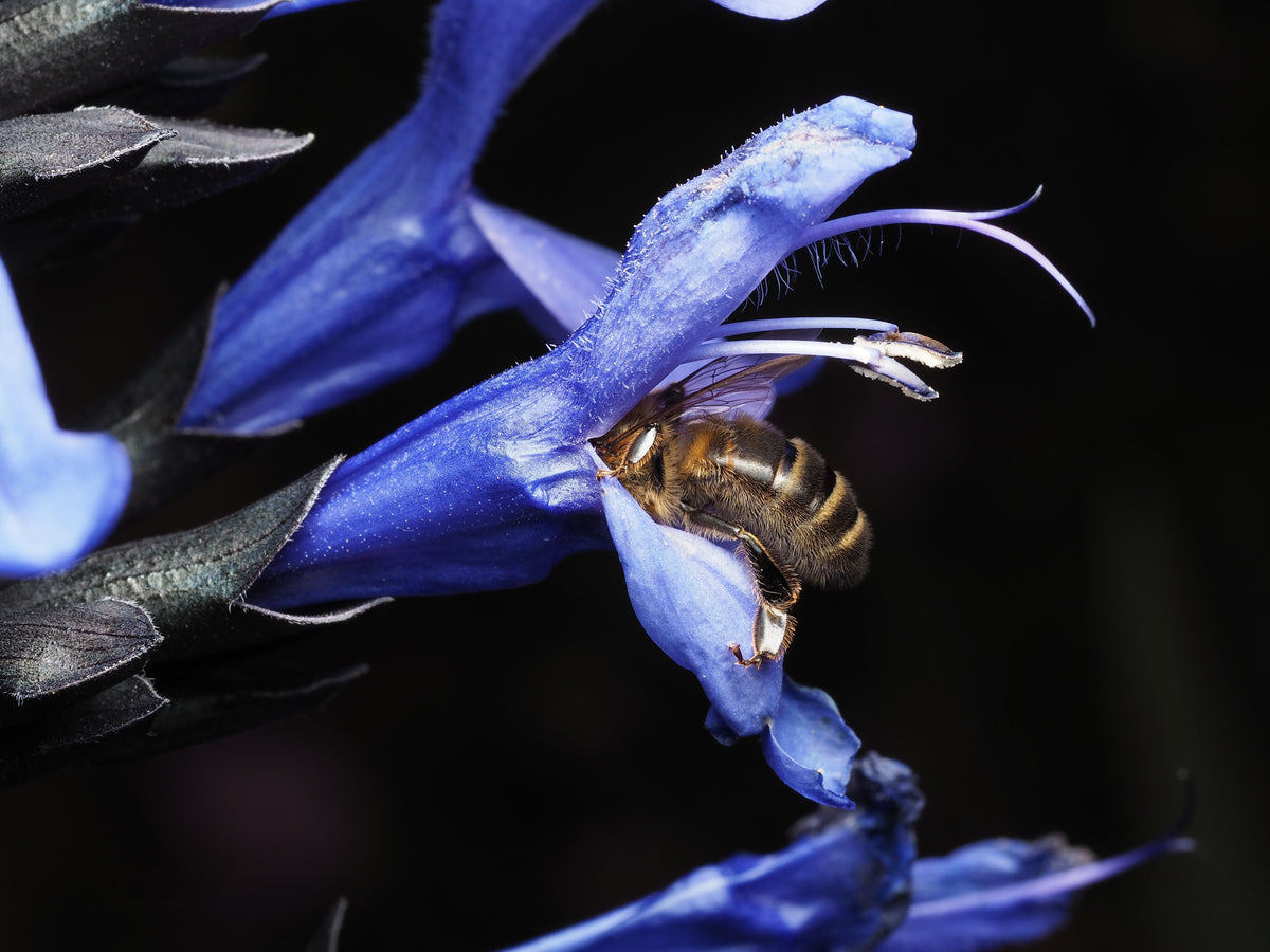Black and Blue Salvia Guaranitica Live Starter Plant - Rooted 2.5x3.5in Pot