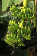 Double Mahoi Dwarf Banana Live Starter Plugs - 3 Plants (Musa) Bare Root