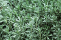 GardenGhost Wormwood (Artemisia Hybrid) 4-Inch Live Plant