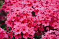Opening Act Ultrapink Phlox - 3 Rooted Starter Plants in 1 Qt Pots