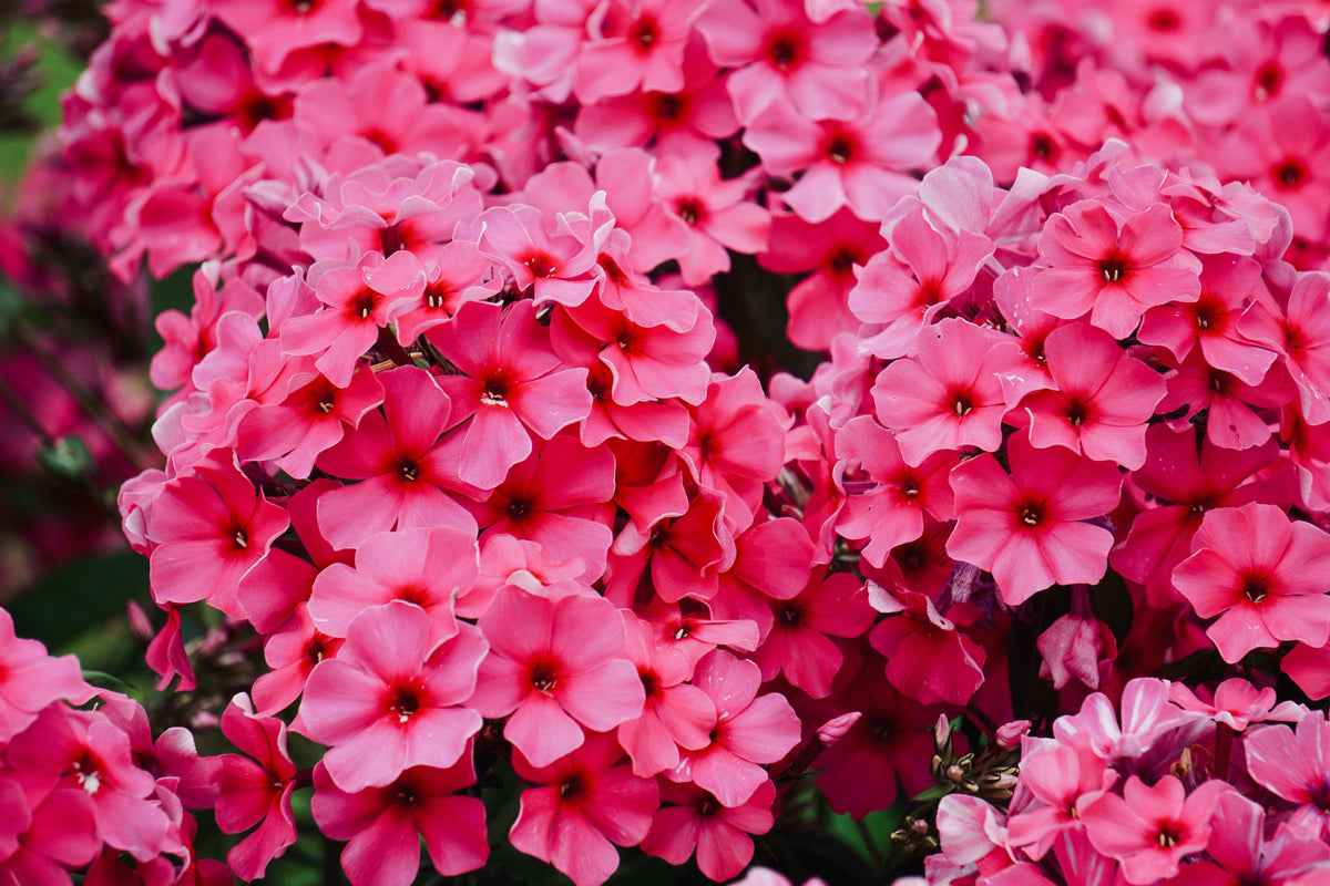 Opening Act Ultrapink Phlox - 3 Rooted Starter Plants in 1 Qt Pots