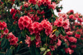 Nova Zembla Rhododendron Starter Plant | Red Flower Evergreen Shrub, Rooted
