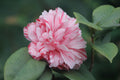 Dad's Pink Camellia Camellia japonica - Rooted Starter Plant, Pink Blooms, Evergreen Shrub