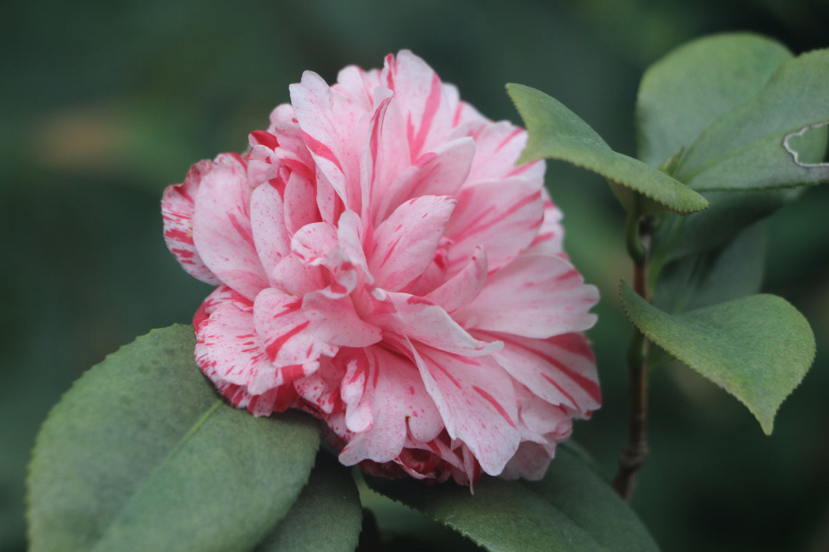 LA Peppermint Camellia Camellia japonica LA Peppermint - Starter Plant, Pink & White Variegated Blooms