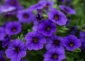 Calibrachoa MiniFamous Neo Blue Million Bells - 1 Live Plant, 4-Inch Pot