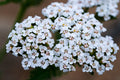 White Beauty Yarrow (Achillea millefolium ‘White Beauty’) – 4-Inch Pot