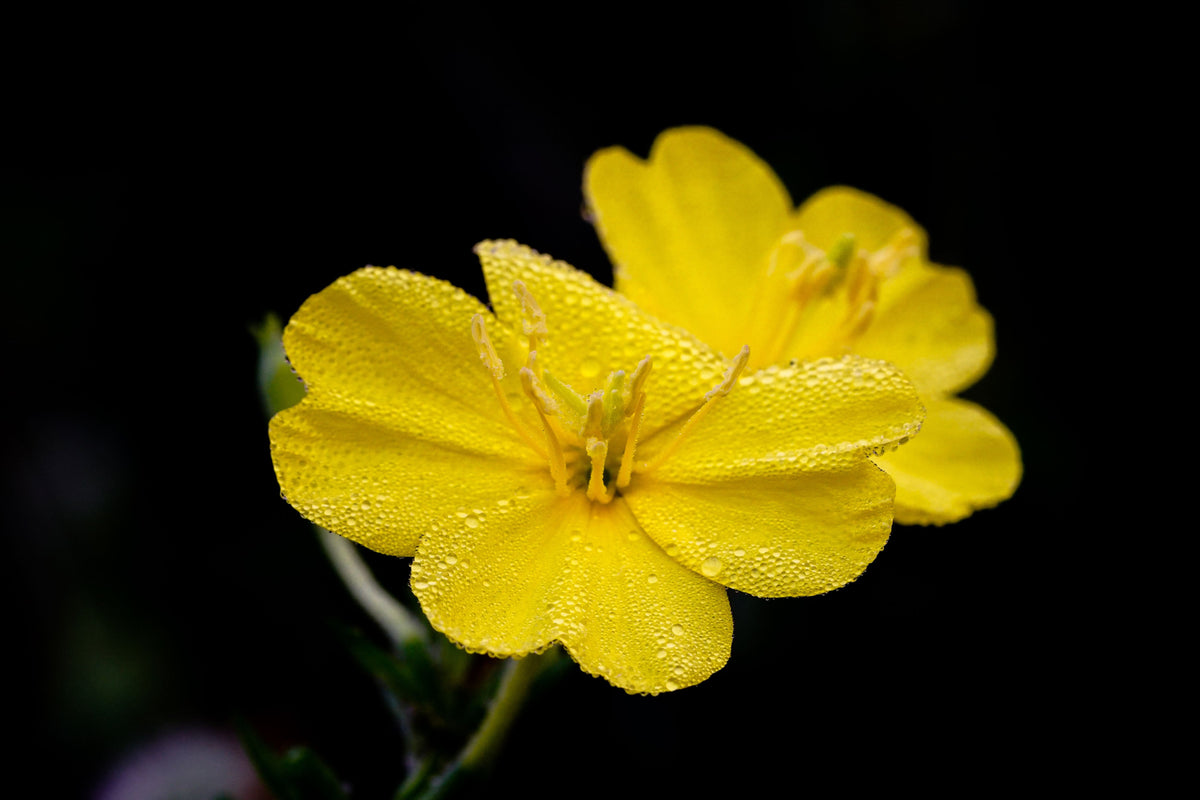 Sundrops Calylophus drummondianus - 4-Inch Live Plant