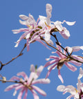 Leonard Messel Magnolia Live Plants - Set of 2 in 3.5" Pots