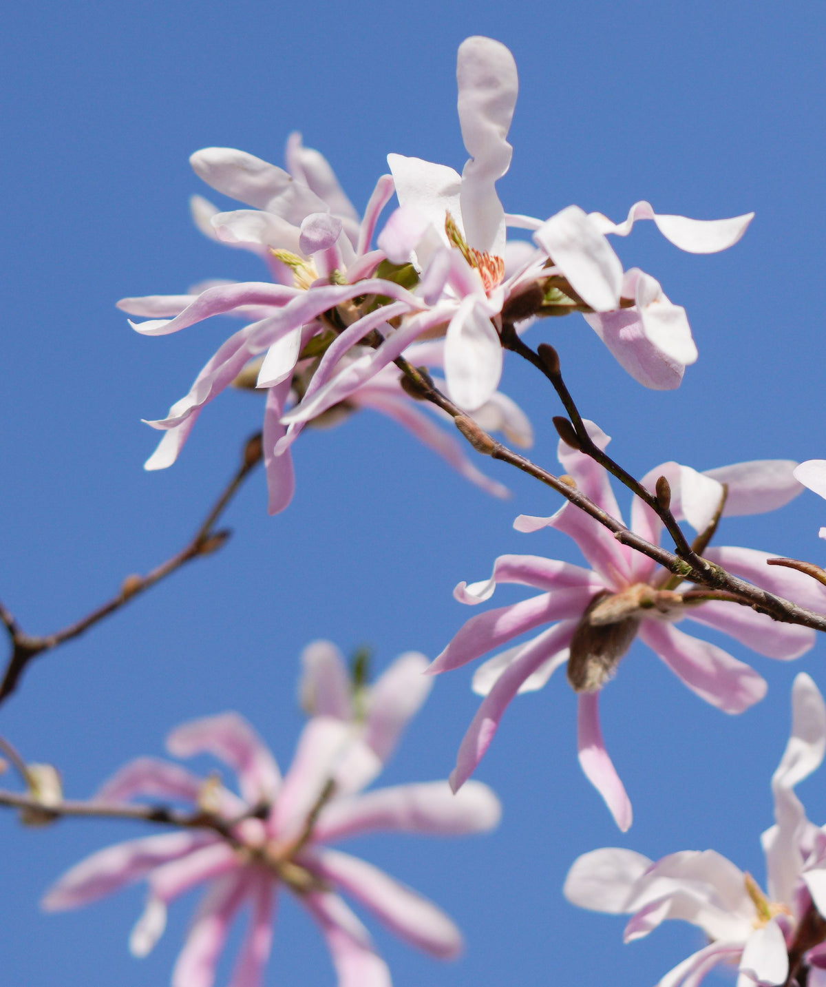 Leonard Messel Magnolia Live Plants - Set of 2 in 3.5" Pots