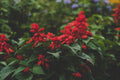 Red Salvia Greggii Autumn Sage - 1 Gallon Live Plant