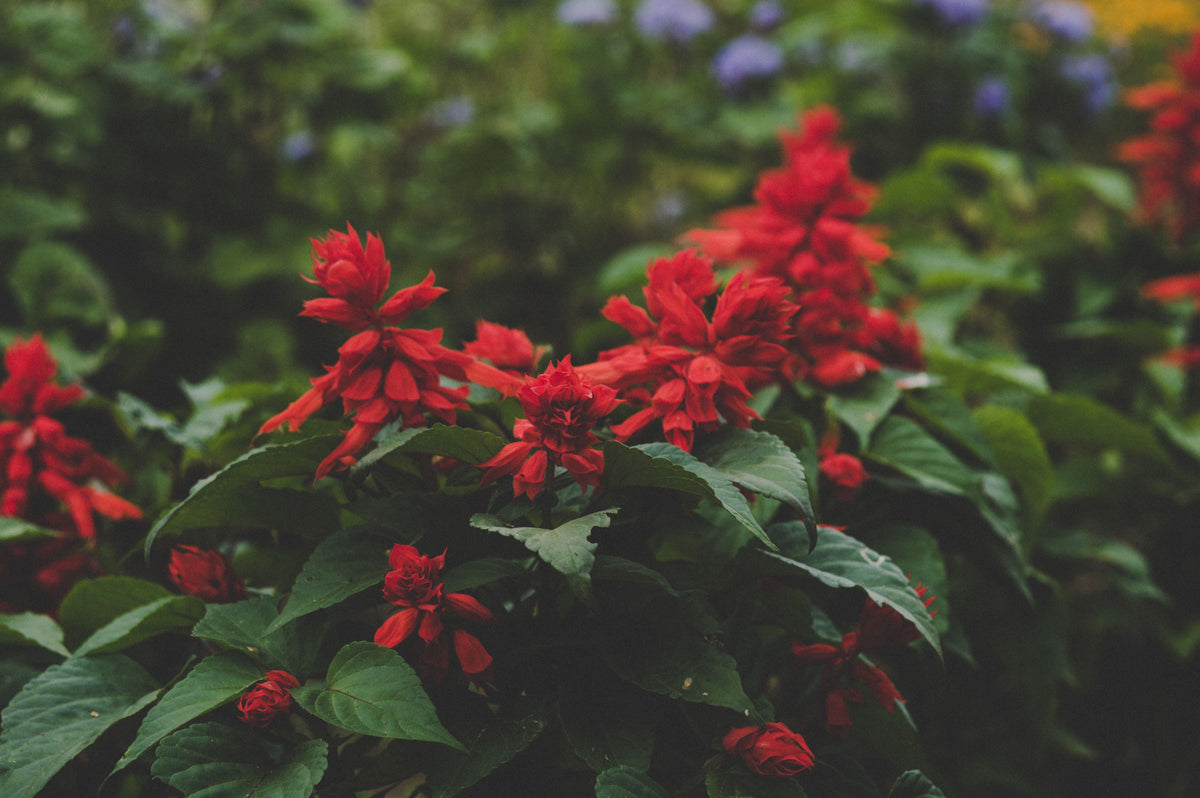 Red Salvia Greggii Autumn Sage - 1 Gallon Live Plant