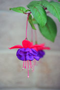 Blue Eye Fuchsia Live Plant – Fuchsia Hybrid (1 Plant) – Hummingbird Flowering Plant