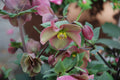 Sandy Shores Hellebore Live Plants - 2 One-Year-Old Rooted in 1/2 Gallon Pots