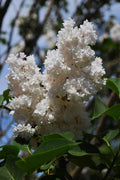 Betsy Ross White Lilac Live Plant (Syringa vulgaris) - 3.5 inch Pot