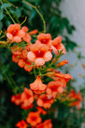 Orange Trumpet Vine Live Plant - 4-Inch Pot, Rooted Climbing Vine