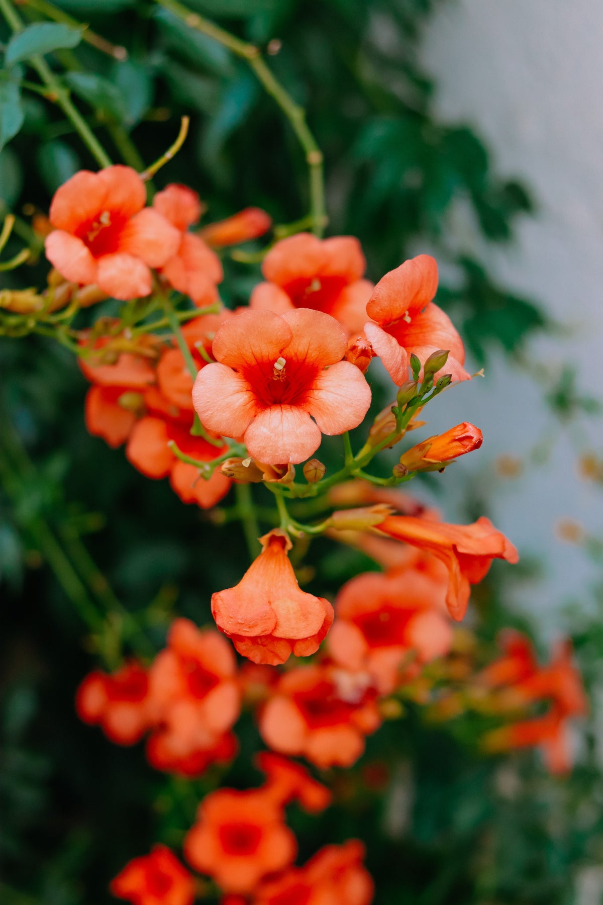 Orange Trumpet Vine Live Plant - 4-Inch Pot, Rooted Climbing Vine