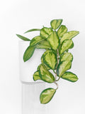 Hoya Australis 'Lisa' Live Plant - 4 Inch Pot, Variegated Indoor Tropical Hoya Lisa