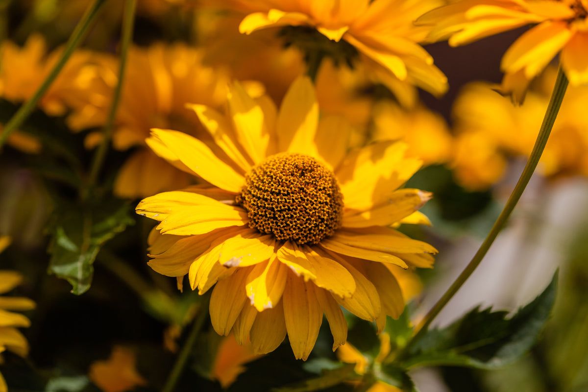 SunSeekers Golden Sun Coneflower Live Plants - 3 Rooted Starter Plants in 1 Qt Pots
