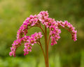 Heartleaf Bergenia 1 Live Plant in 4-Inch Pot | Bergenia cordifolia