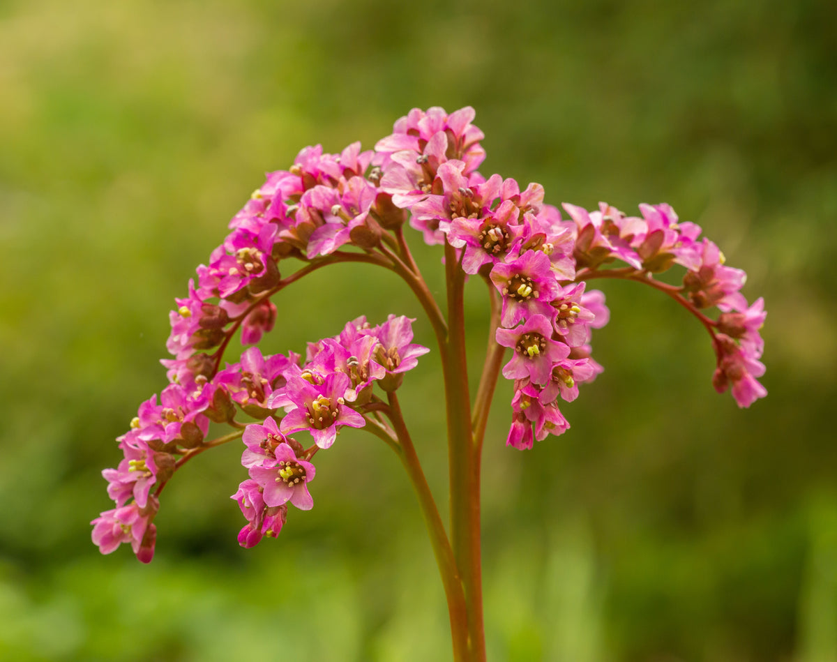 Heartleaf Bergenia 1 Live Plant in 4-Inch Pot | Bergenia cordifolia
