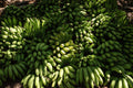 Grand Nain Banana Plant Live Banana Plant in 1 Gallon Pot