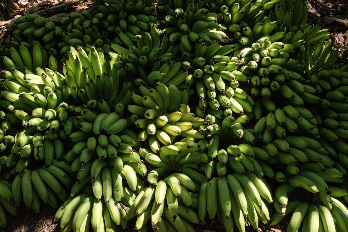 Grand Nain Banana Plant Live Banana Plant in 1 Gallon Pot