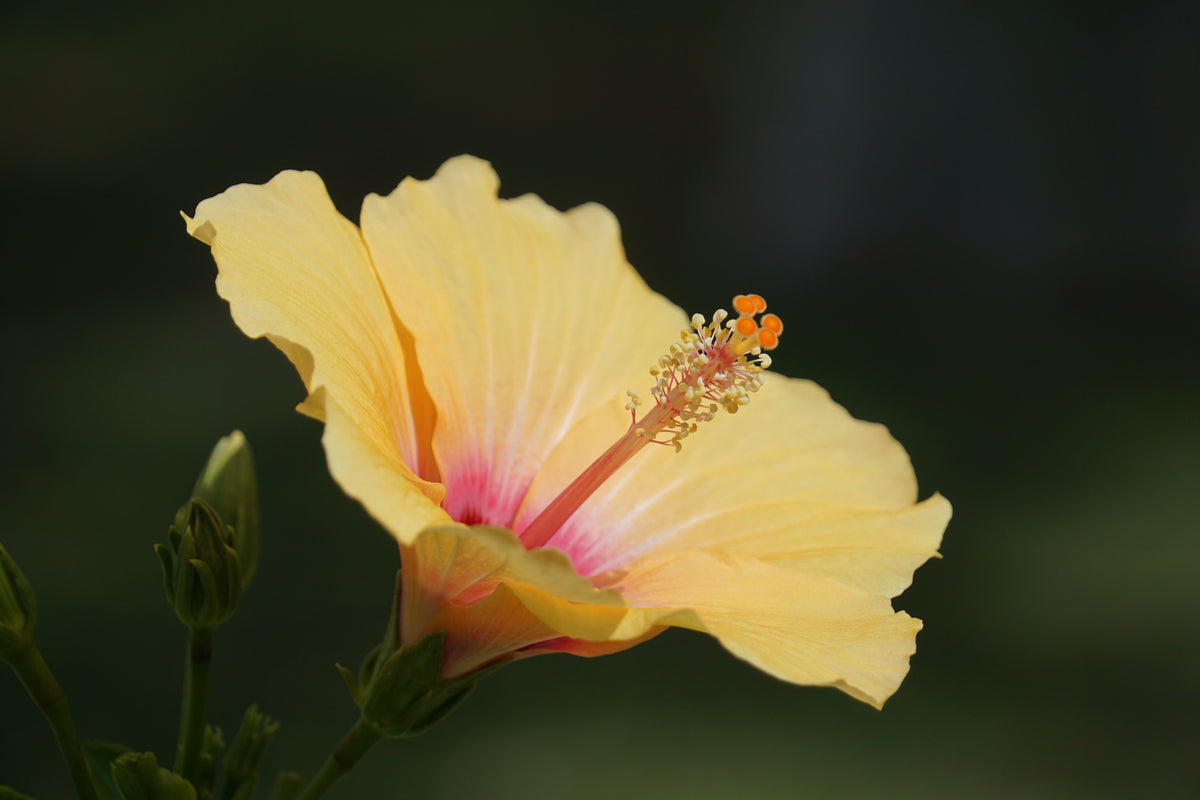 Madagascar Hibiscus Starter Live Plant Hibiscus moscheutos | Rooted Starter Plant