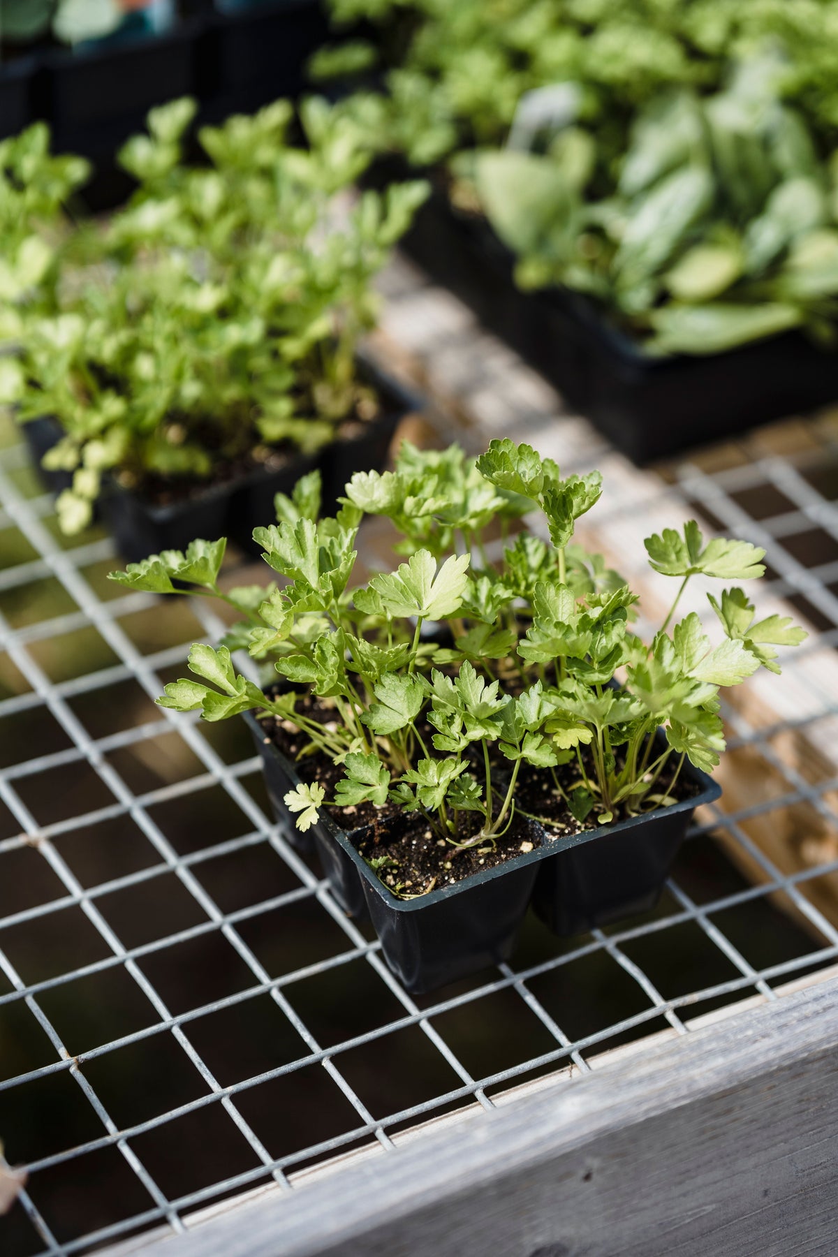 Italian Parsley (Flat Leaf) Starter Plants - 2 Live Plants Petroselinum crispum