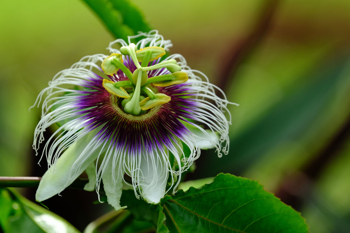 Maypop Passion Flower Vine Live Plants - Set of 2 Bare Root Passiflora incarnata