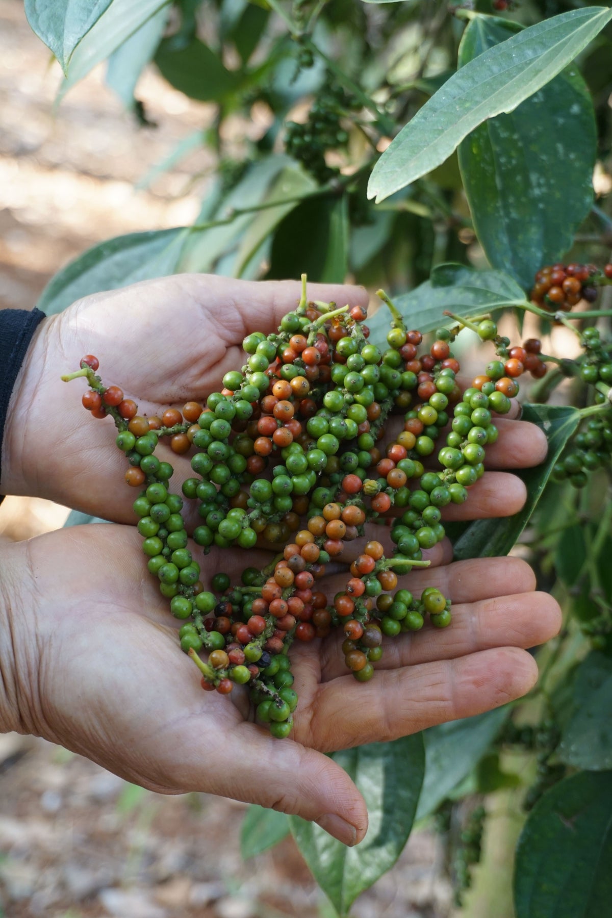 Black Pepper Live Starter Plant – Piper nigrum | Well-Rooted, In Container