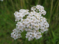 Common Yarrow (Achillea millefolium) Seed-Grown Live Plant in 4-Inch Pot