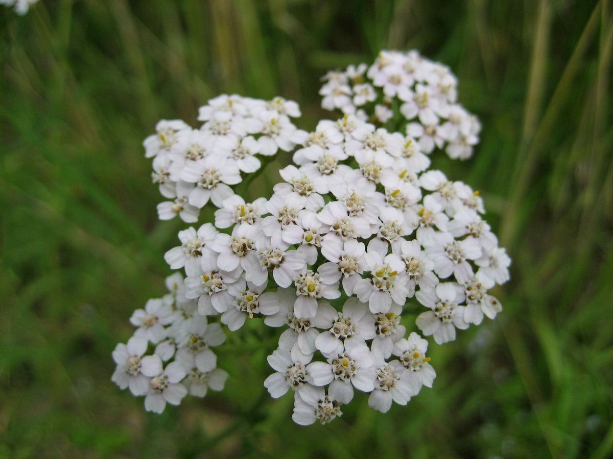 Common Yarrow (Achillea millefolium) Seed-Grown Live Plant in 4-Inch Pot