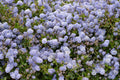 California Lilac Yankee Point Ceanothus griseus var. horizontalis 'Yankee Point' 4-Inch Live Plant