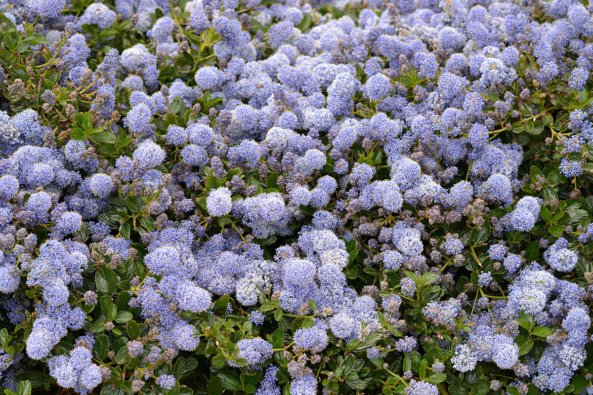 California Lilac Yankee Point Ceanothus griseus var. horizontalis 'Yankee Point' 4-Inch Live Plant
